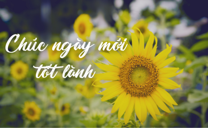 Cách cắm hoa đẹp đơn giản tại nhà để chào đón ngày mới tràn đầy hứng khởi